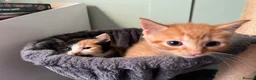 Mixed Breed cats for sale: 3 beautiful kittens  - Advert 7