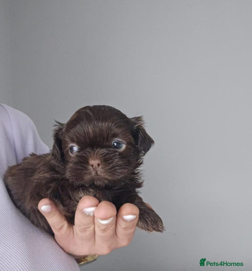 Shih Tzu dogs 💙🐾 💗 Beautiful Imperial Chocolate Shih Tzu Pupp - Advert 2