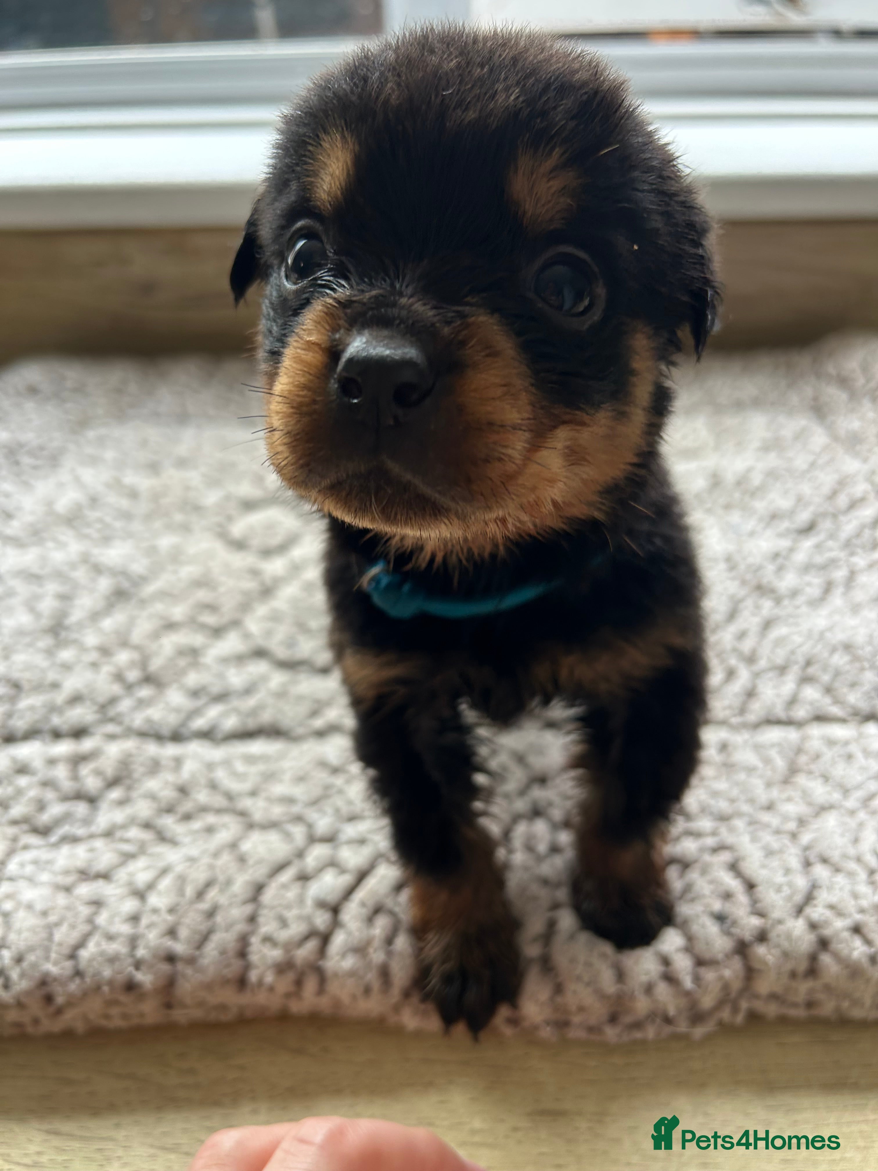 Rottweiler dogs Beautiful Rottweiler Pups  - Advert 9