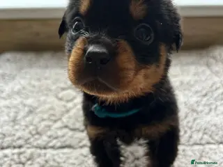 Rottweiler dogs Beautiful Rottweiler Pups - Advert 9