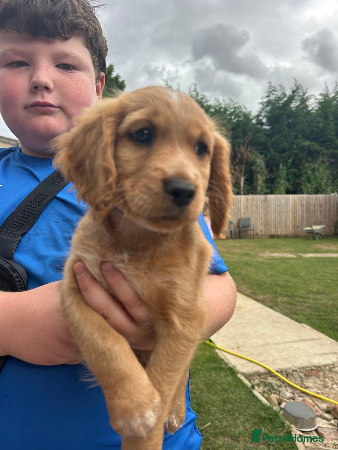 Mixed Breed dogs for sale: Jackapoo spaniel cross - hound puppies  - Image 11