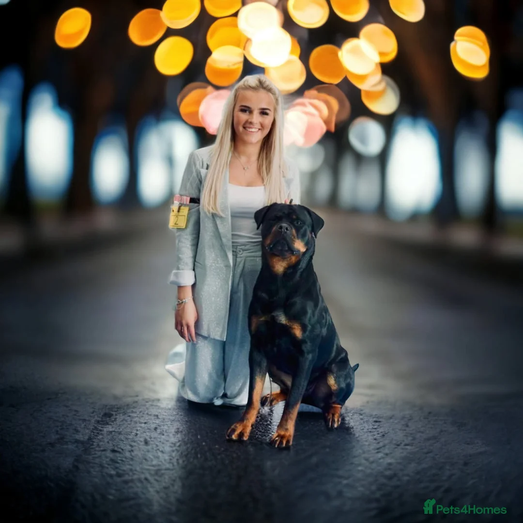 Rottweiler dogs for sale: Excellent Pedigree Dog Puppy - Advert 9