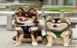 Pomsky dogs for sale: Family-Raised Pomsky Pups - Advert 19