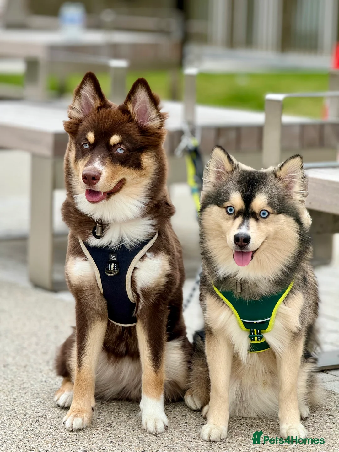 Pomsky dogs for sale: Skye and Sahara  - Advert 9
