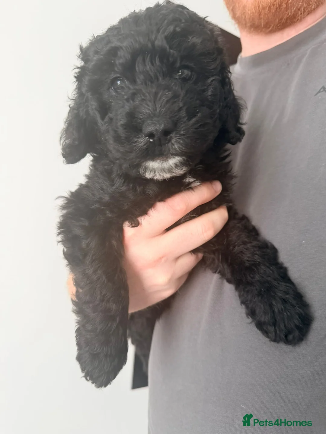 Labradoodle dogs for sale: Miniature F1B Labradoodle Puppies in Coalville - Advert 2