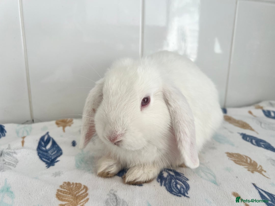 Mini Lop rabbits for sale: Beautiful mini lops bunnies - Image 5