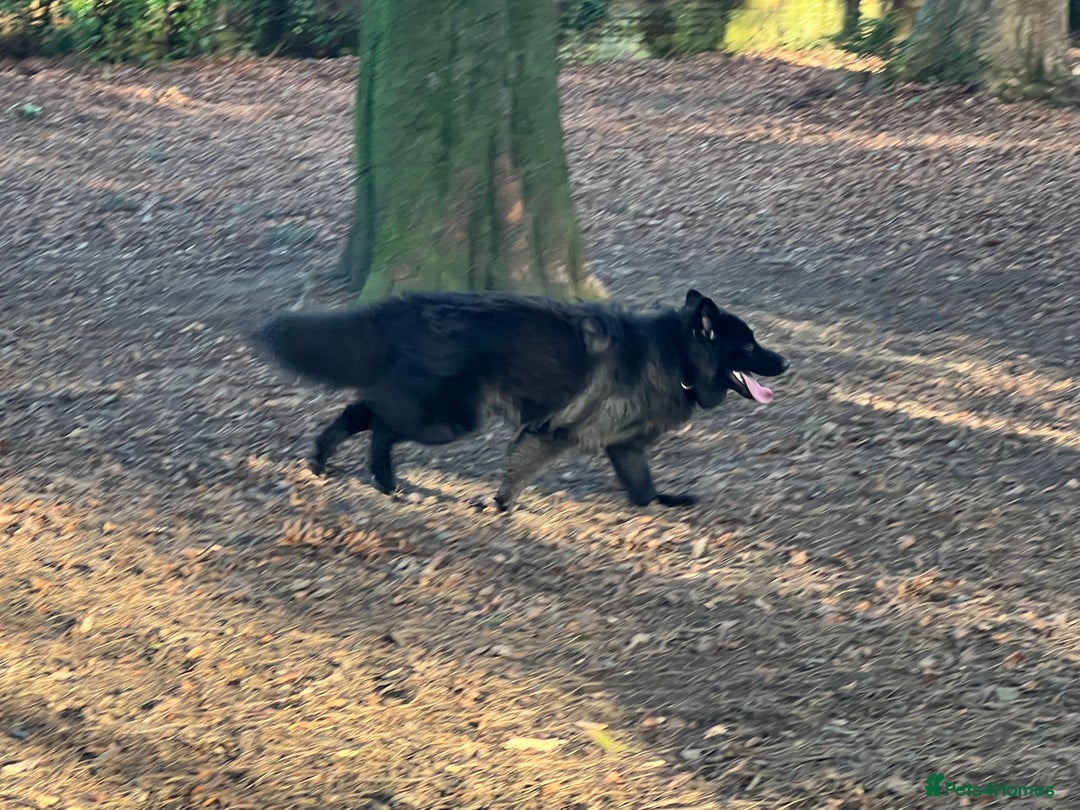 German Shepherd dogs for stud: Solid Black Long Coat German Shepherd Dog at Stud - Advert 4