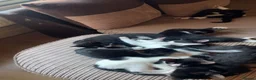 British Shorthair cats for sale: Beautiful kittens looking for there forever homes in Derby - Advert 3
