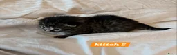 Scottish Fold cats for sale: Stunning Smoky Grey Scottish straight kittens - Advert 19