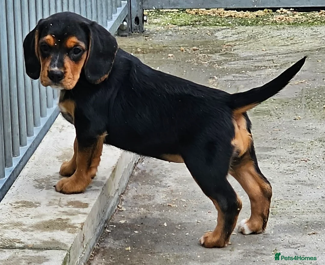 Bocker dogs for sale: Beautiful Bocker Bitch Puppies - Ready 25.02.26 - Advert 1
