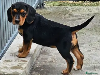 Bocker dogs Beautiful Bocker Bitch Puppies - Ready 25.02.26 - Advert 7