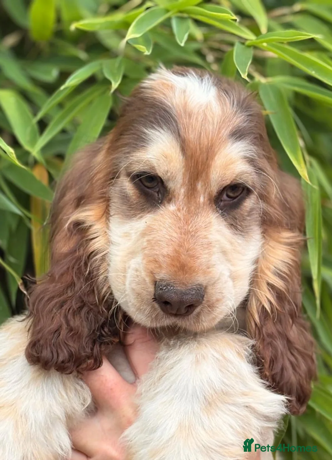 Cocker Spaniel dogs for sale: Kc registered show type puppies - Advert 4
