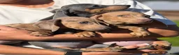 Miniature Dachshund dogs for sale: Mini dachshund puppies ready now  - Advert 10
