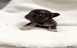 French Bulldog dogs for sale: Beautiful litter off French bulldog puppies  - Image 11