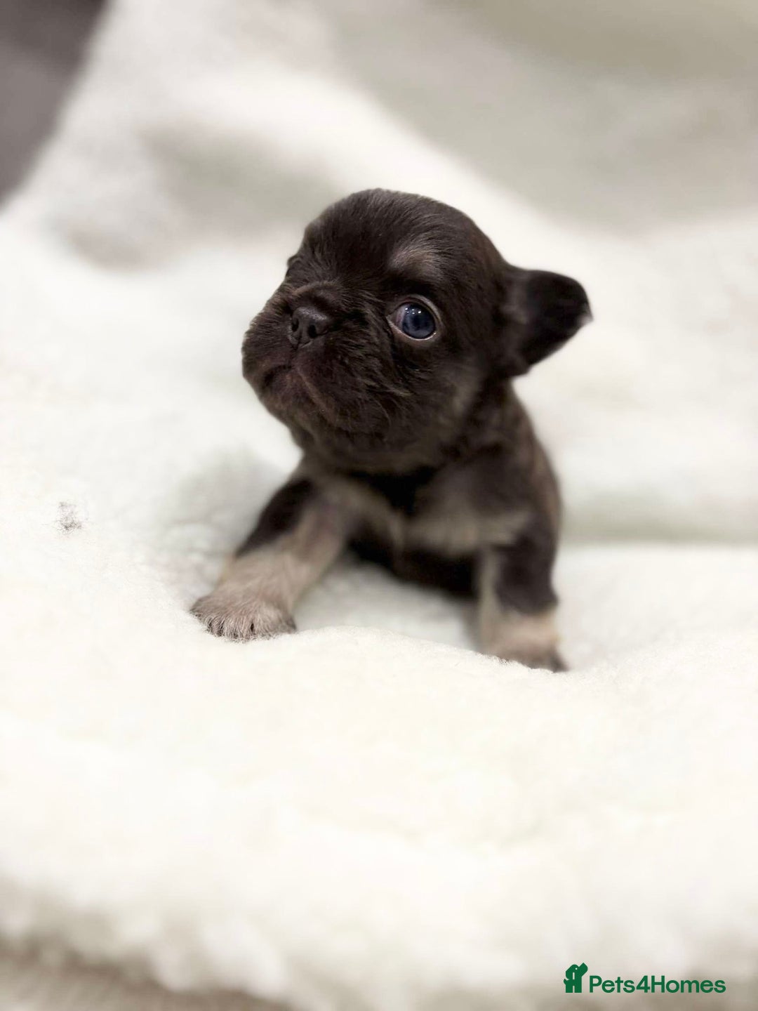 French Bulldog dogs for sale: Beautiful litter off French bulldog puppies  - Image 11