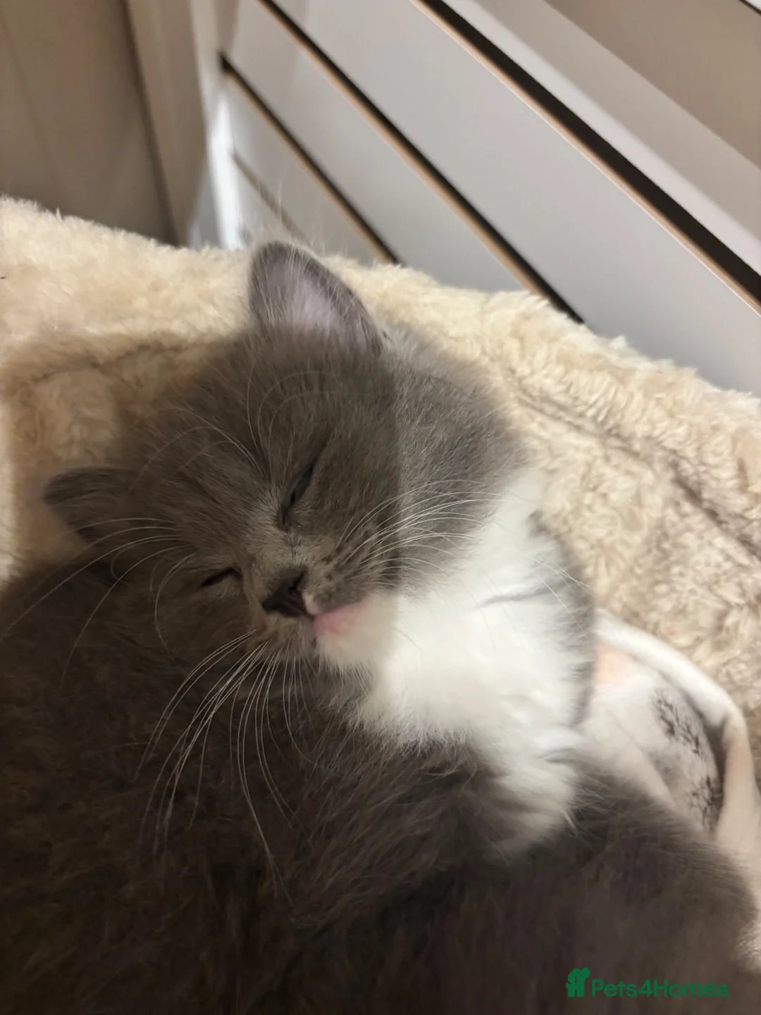 Mixed Breed cats for sale: Mixed Ragdoll in Folkestone - Advert 1