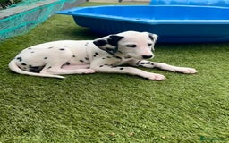 Dalmatian dogs for sale: *Ready for loving homes now* Dalmatian puppies - Image 8