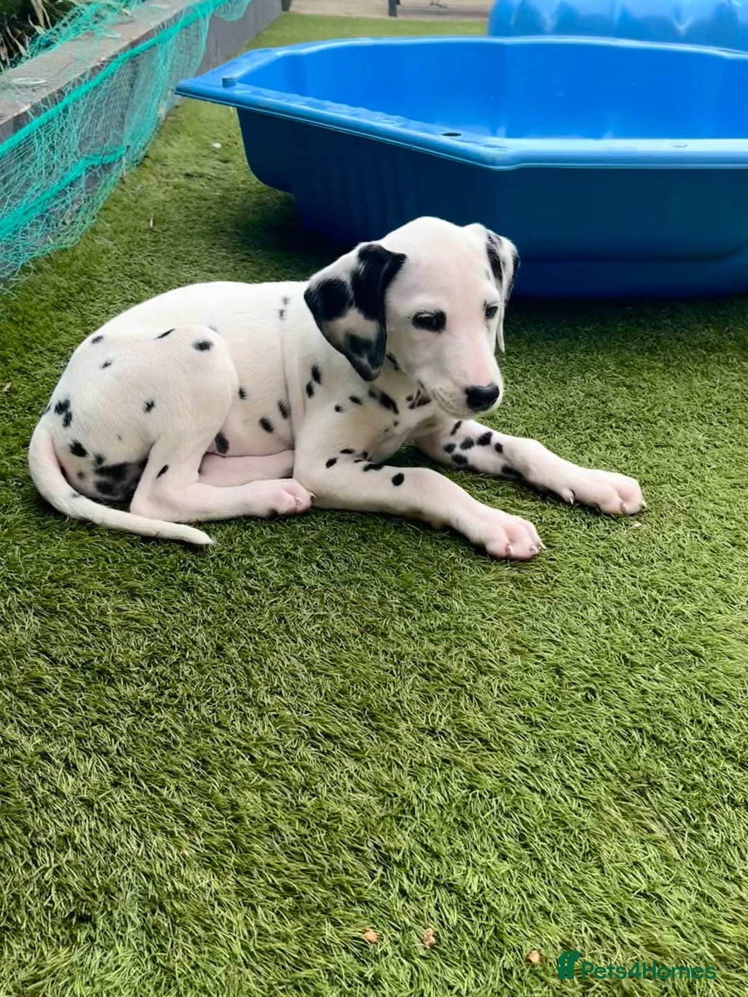 Dalmatian dogs for sale: *Ready for loving homes now* Dalmatian puppies - Image 8