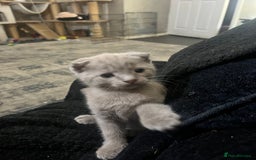 Scottish Fold cats for sale: Scottish fold kittens for sale  - Image 10