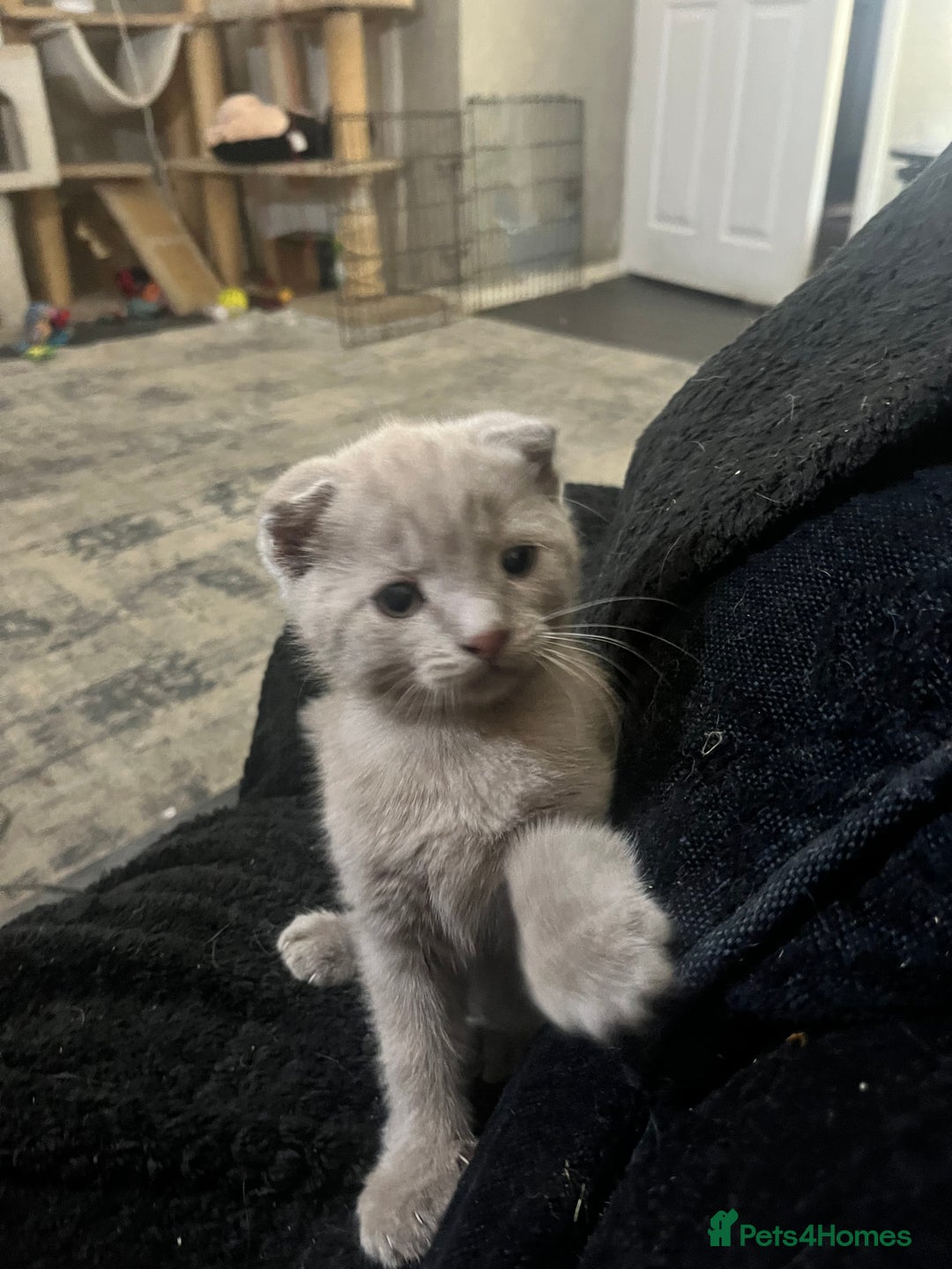 Scottish Fold cats for sale: Scottish fold kittens for sale  - Image 10