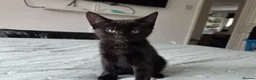American Shorthair cats for sale: 2 Beautiful Mixed American Shorthair Kittens in Nottingham - Advert 17