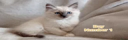 Ragdoll cats for sale: Wonderful Ragdoll Kittens  - Advert 7