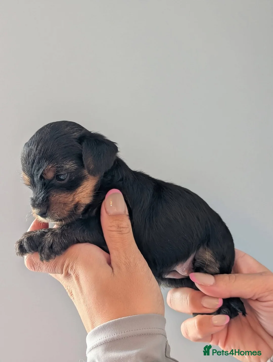 Yorkshire Terrier dogs for sale: Beautiful Yorkshire Terrier puppies  - Advert 5