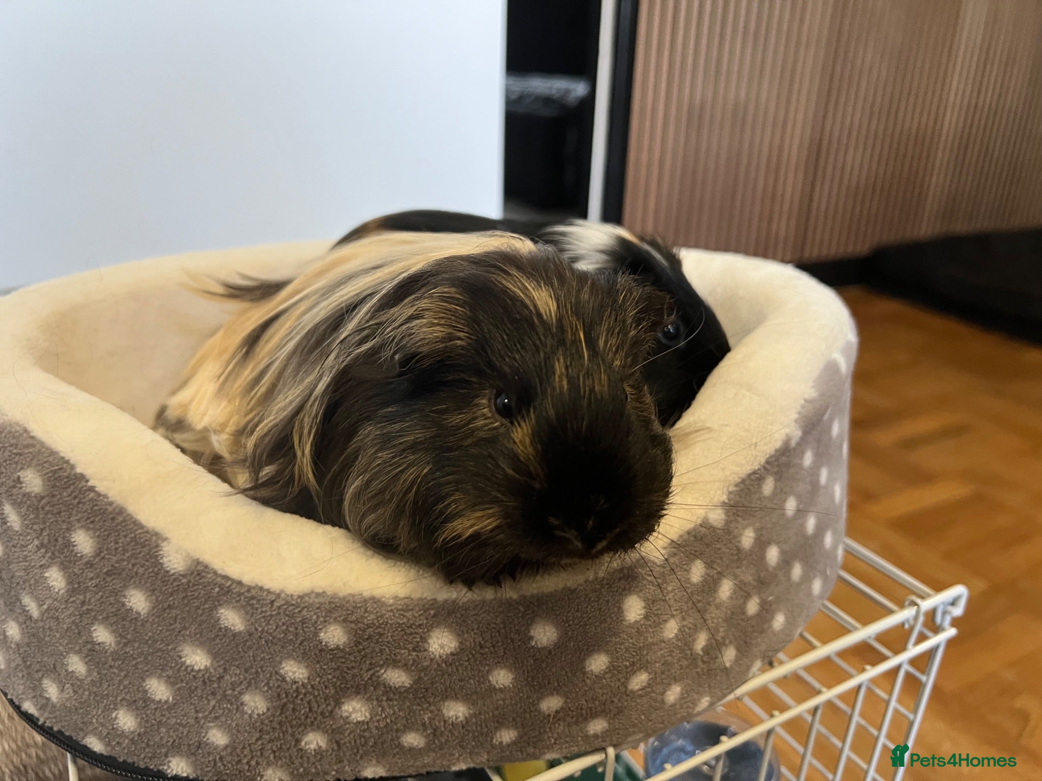 Guinea Pig rodents 2 baby male Guinea pigs  - Advert 2