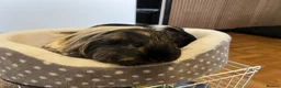 Guinea Pig rodents for sale: 2 baby male Guinea pigs  - Advert 2