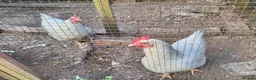 Chickens poultry for sale: White Orpington hens  - Advert 1