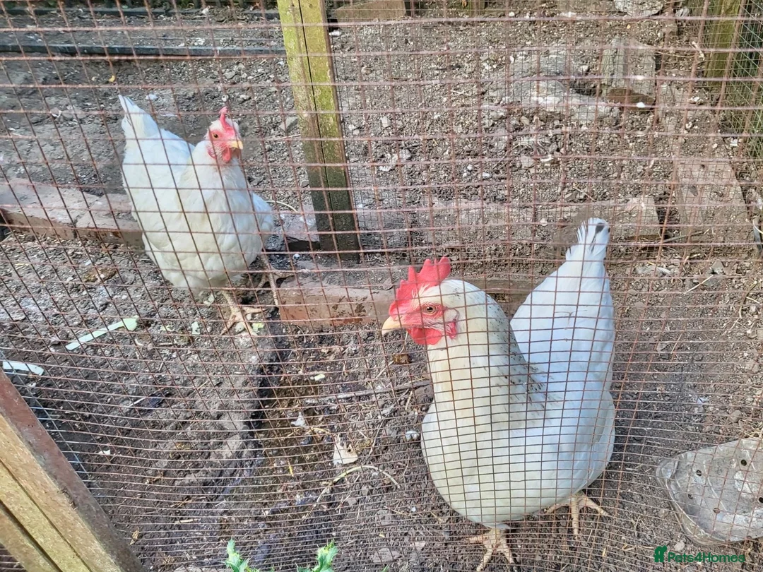 Chickens poultry for sale: White Orpington hens  - Advert 1
