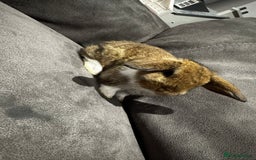 Mini Lop rabbits for sale: Stunning Mini Lop Bucks  - Image 6