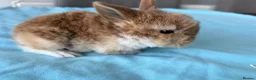 Mini Lop rabbits for sale: 3 adorable Mini Lop rabbits looking for new home - Advert 2