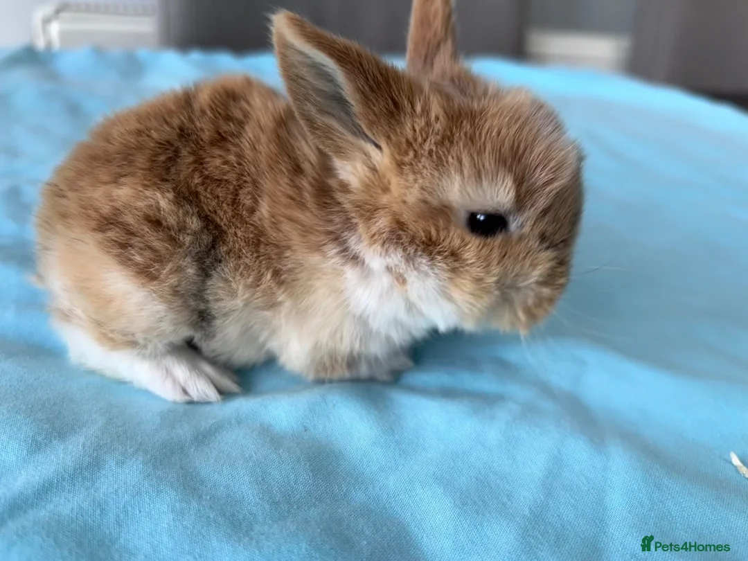 Mini Lop rabbits for sale: 3 adorable Mini Lop rabbits looking for new home - Advert 2