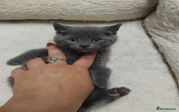 British Shorthair cats for sale: Fluffy playfull British sorthair kittens available - Image 8