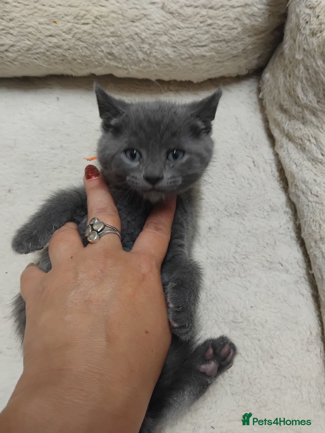 British Shorthair cats for sale: Fluffy playfull British sorthair kittens available - Image 8