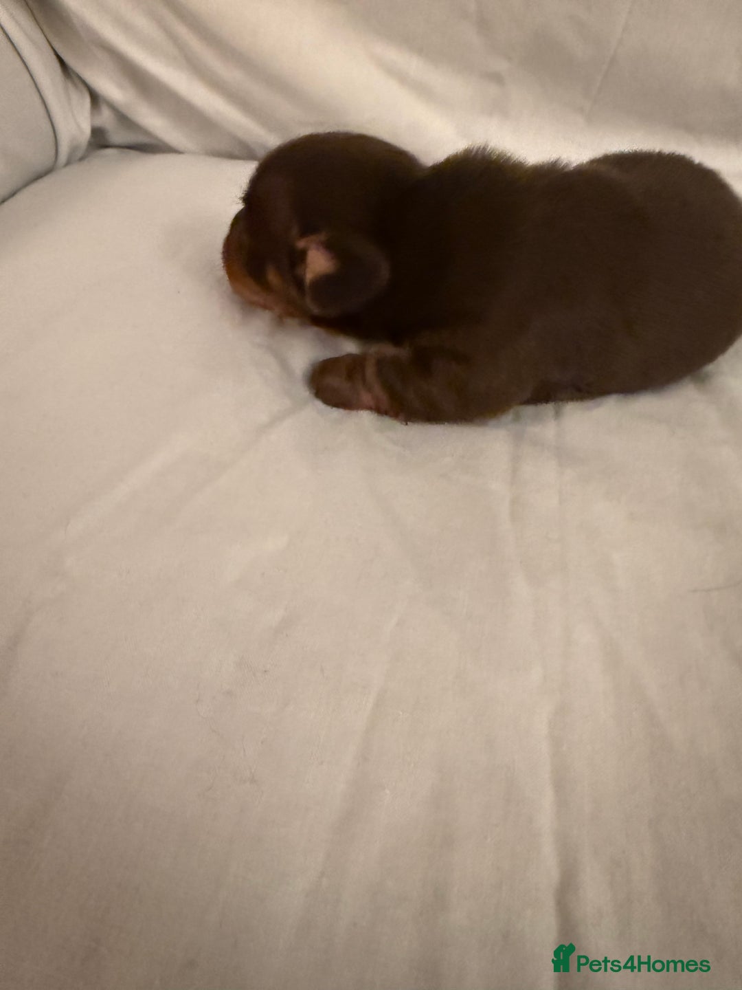 Dachshund dogs for sale: Miniature Dachshund puppies for sale - Advert 16