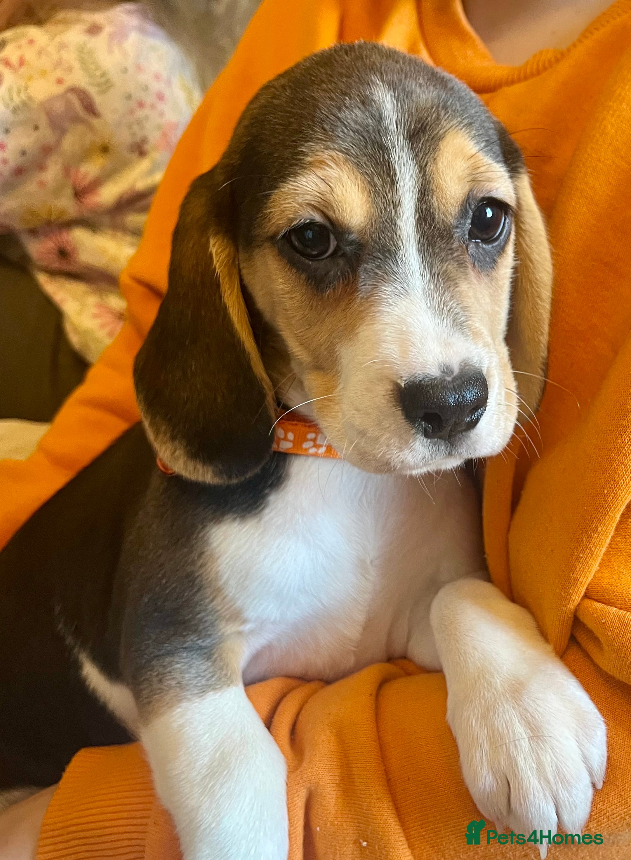 Beagle dogs Beagles ready now  in Wrexham - Advert 7