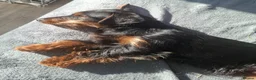 Mixed Breed dogs for sale: 7mth old  male Dachshund x Yorkshire - Advert 9