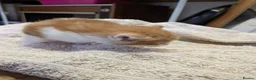 Mixed Breed cats for sale: 4 beautiful kittens for sale  - Advert 13