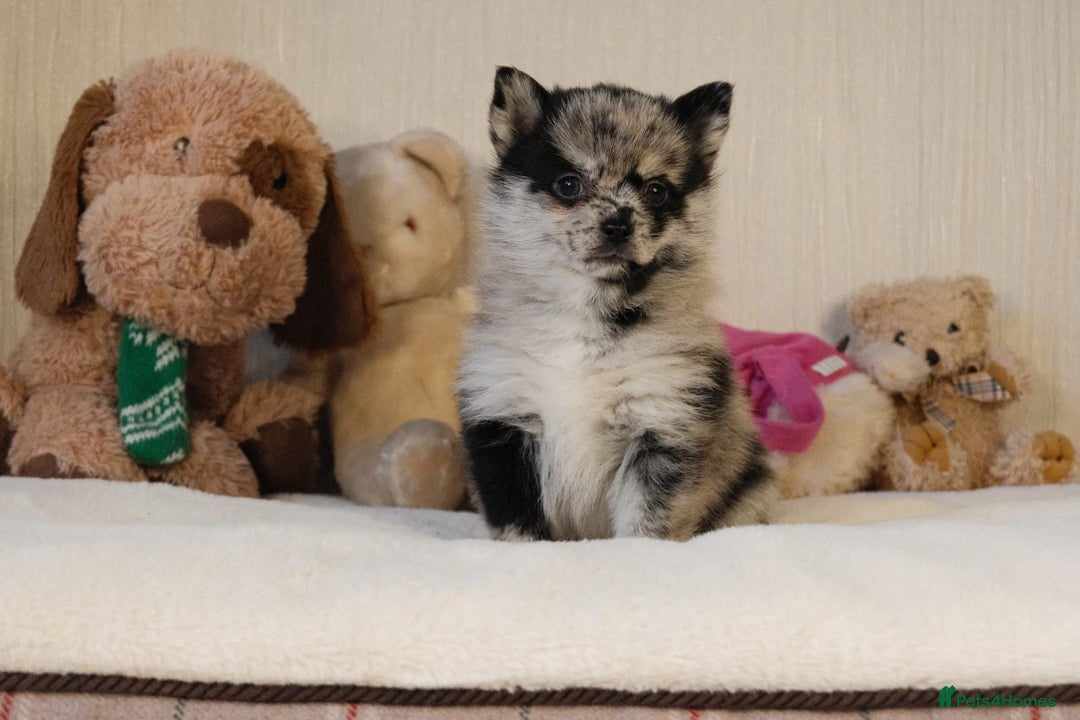Pomsky dogs for sale: 5 tiny toy pomsky pups - Image 9