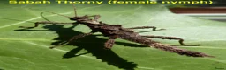 Stick Insects invertebrates for sale: STICK INSECTS   Green Bean, Sabah, Sunny, Choclog - Advert 9