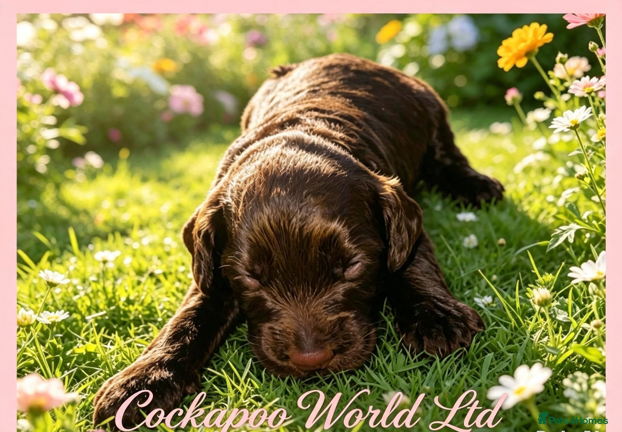 Cockapoo dogs DNA CLEAR, Last Girl Cockapoo Ready 5th September - Advert 18