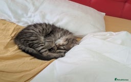 Domestic Shorthair cats for sale: Kind Homes Only – 4 Beautiful Healthy Kittens in Edgware - Image 37