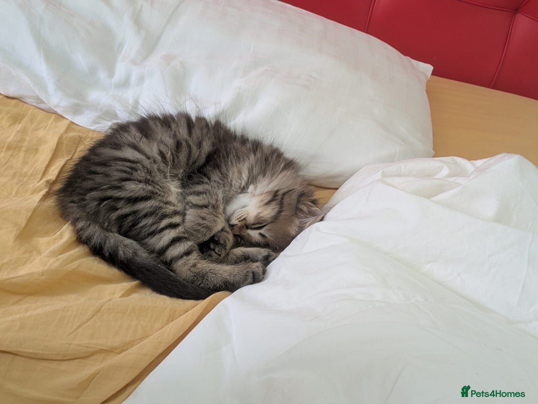 Domestic Shorthair cats for sale: Kind Homes Only – 4 Beautiful Healthy Kittens in Edgware - Image 37