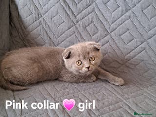 British Shorthair cats BSH + SFS KITTENS ARE READY TO GO NOW - Advert 1