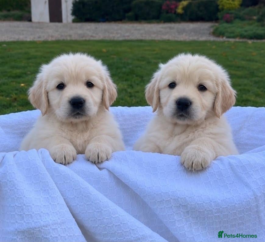 Golden Retriever dogs BEAUTIFUL GOLDEN RETRIEVER PUPPIES  🐾* - Advert 6