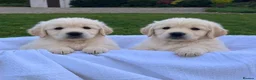Golden Retriever dogs for sale: BEAUTIFUL GOLDEN RETRIEVER PUPPIES  🐾* - Advert 1