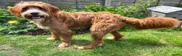 Labradoodle dogs for sale:     Beautiful Labradoodle Needs Loving Home - Advert 6