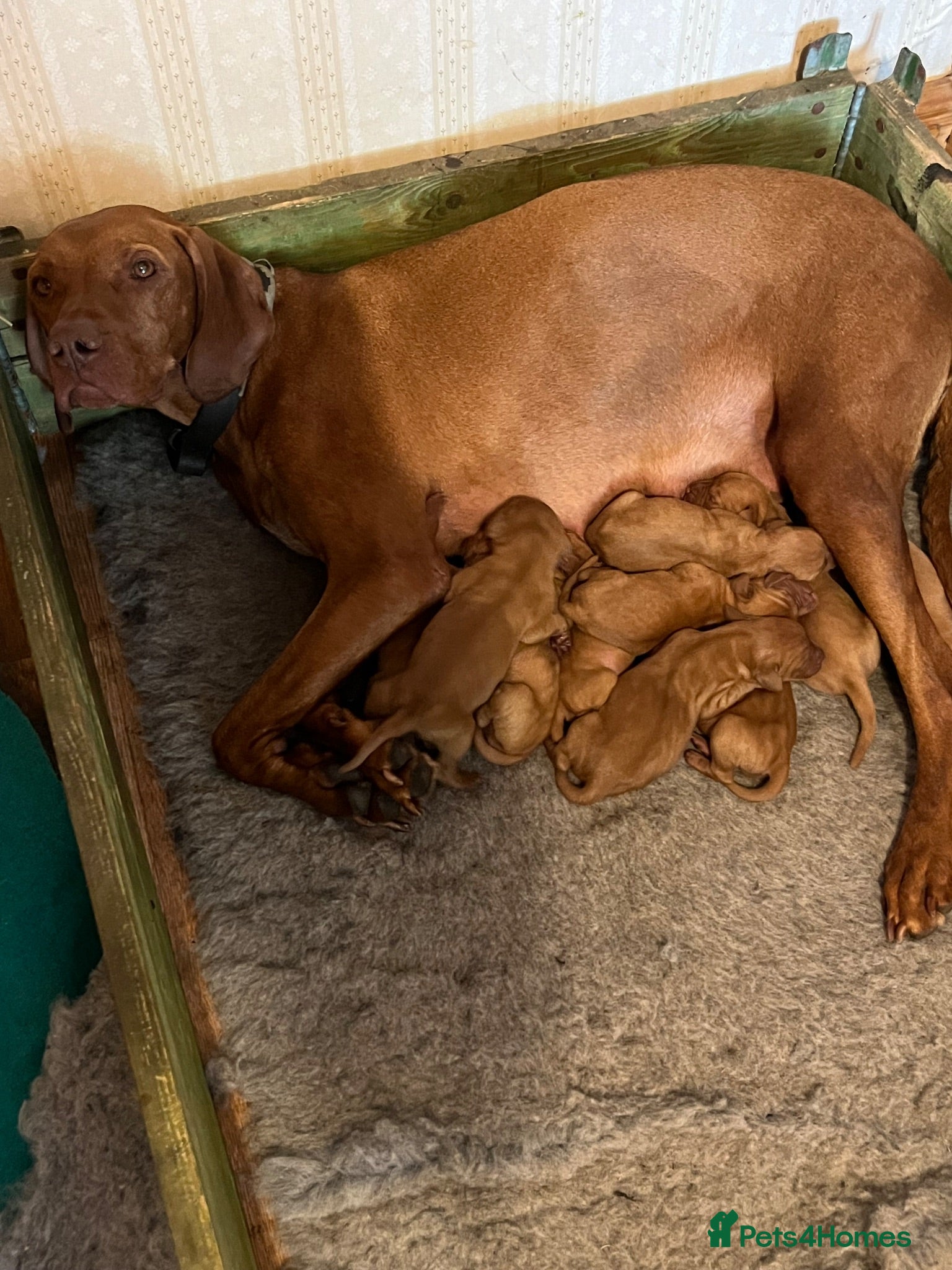 Hungarian Vizsla dogs Hungarian Viszla Puppies For sale - Advert 1